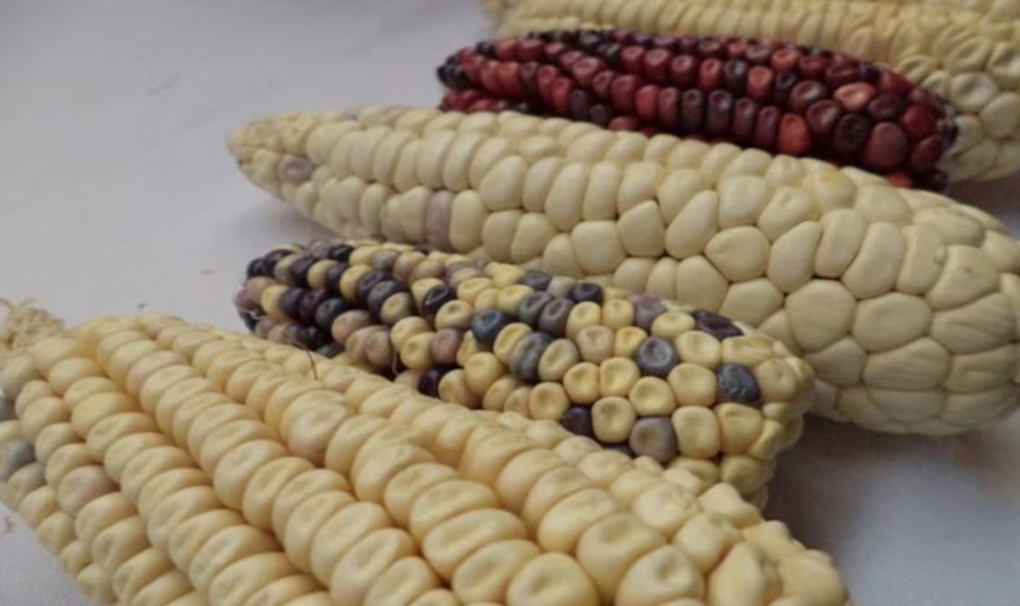 USTR anunció que da la bienvenida a la acción que tomó el gobierno mexicano para revertir la prohibición del maíz genéticamente modificado para consumo humano y así cumplir con el fallo del panel del T-MEC. (06/02/25) Foto: Archivo EL UNIVERSAL