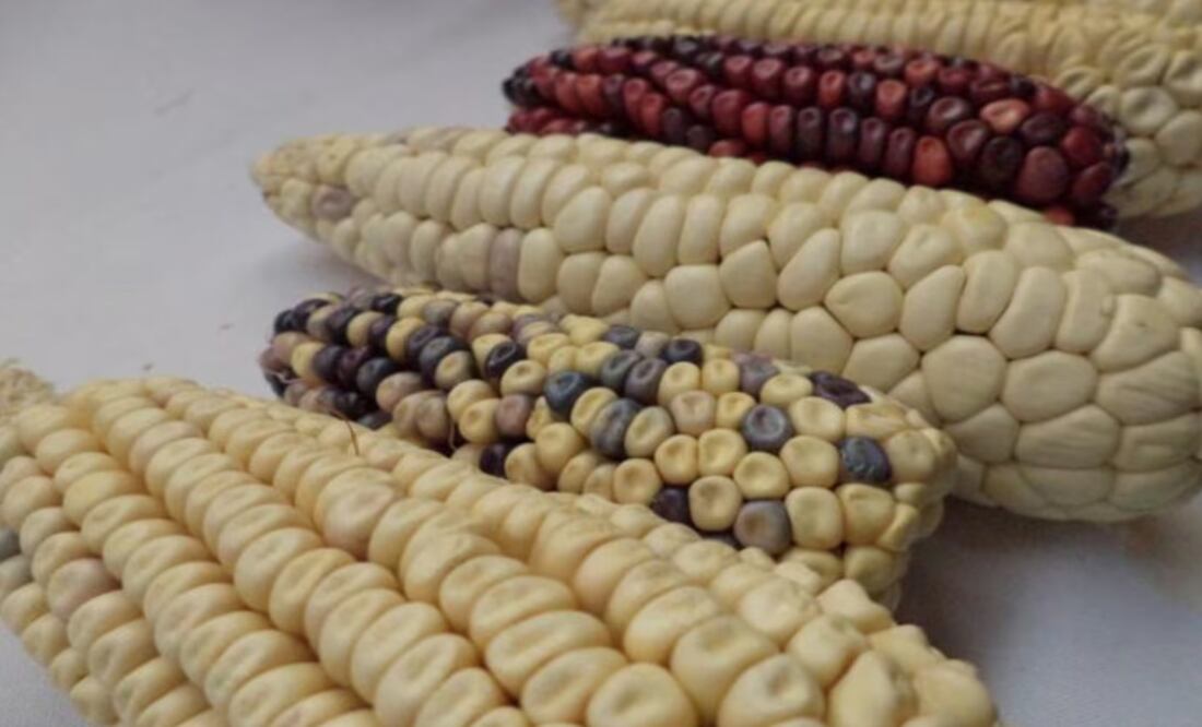 USTR anunció que da la bienvenida a la acción que tomó el gobierno mexicano para revertir la prohibición del maíz genéticamente modificado para consumo humano y así cumplir con el fallo del panel del T-MEC. (06/02/25) Foto: Archivo EL UNIVERSAL