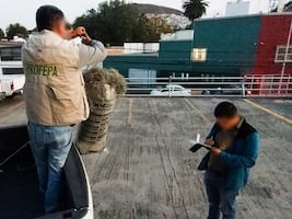 Asegura Profepa cargamento ilegal de musgo y heno en Almoloya
