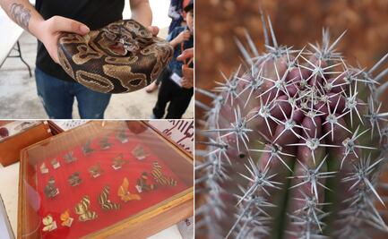 Expo Feria Ambiental 2024: celebración del Día Mundial del Medio Ambiente en Pachuca