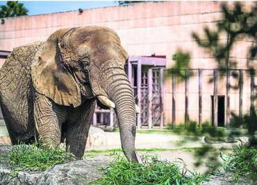 ¿Por qué llaman a "Ely" la elefanta "más triste del mundo"?