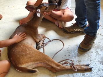 Rescatan en Huejutla a venado herido tras ser perseguido por cazadores furtivos