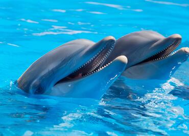 Senado alista prohibición de delfines y focas en espectáculos