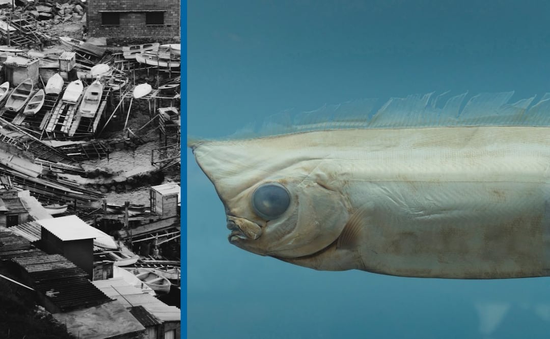 El hallazgo se dio el pasado 25 de enero, en una playa ecuatoriana | Imágenes ilustrativas