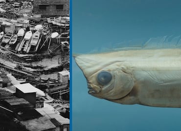 Reciente aparición del pez remo ha despertado curiosidad y temor