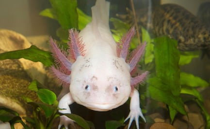 Guía para adoptar un ajolote de manera virtual