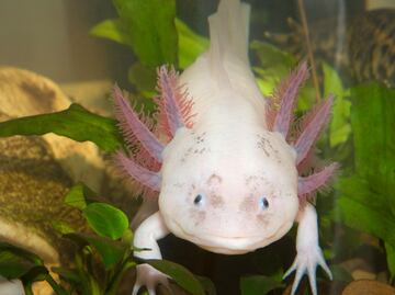 Guía para adoptar un ajolote de manera virtual