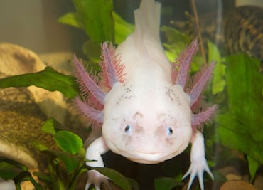 Guía para adoptar un ajolote de manera virtual