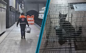 Rescatan a gata lesionada que permanecía atrapada en una azotea de la Cuauhtémoc