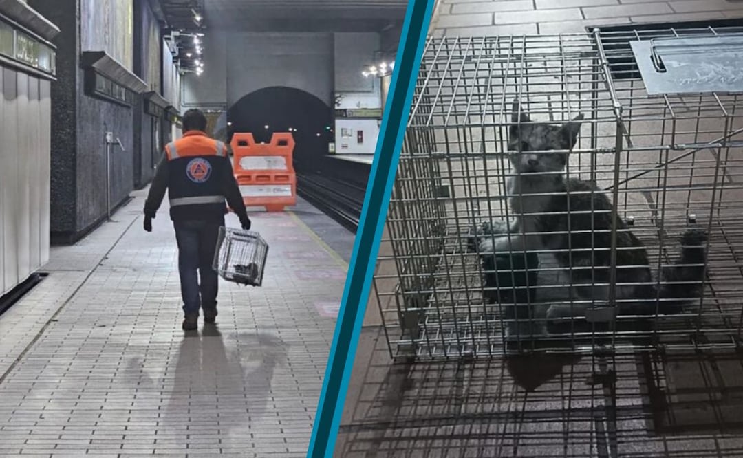 Las autoridades informaron que, una vez recuperada, podrá ser puesta en adopción para encontrar un nuevo hogar | Fotos: especiales