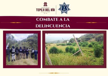 Aseguran plantío de marihuana en Tepeji del Río gracias a denuncia ciudadana