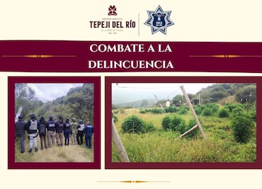 Aseguran plantío de marihuana en Tepeji del Río gracias a denuncia ciudadana