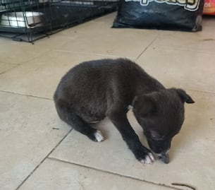 Rescatan a perro encerrado durante horas en un vehículo en Pachuca