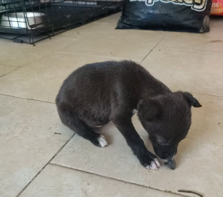 Rescatan a perro encerrado durante horas en un automóvil