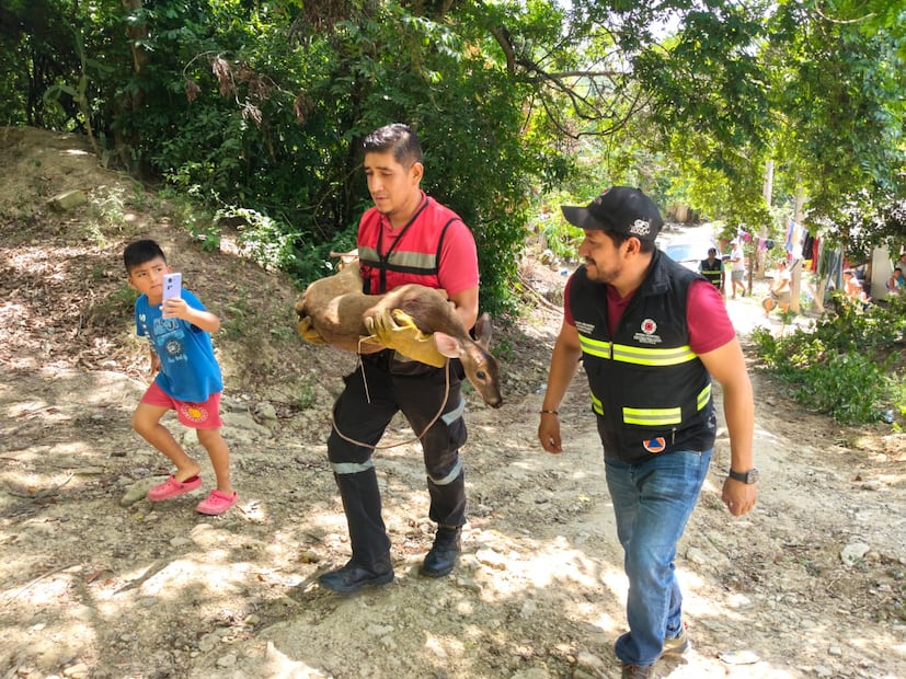 Rescatan a un venado cola blanca herido en Huejutla | Foto: especial