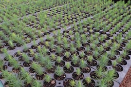 Convocan a colecta de semillas para impulsar reforestación en Hidalgo