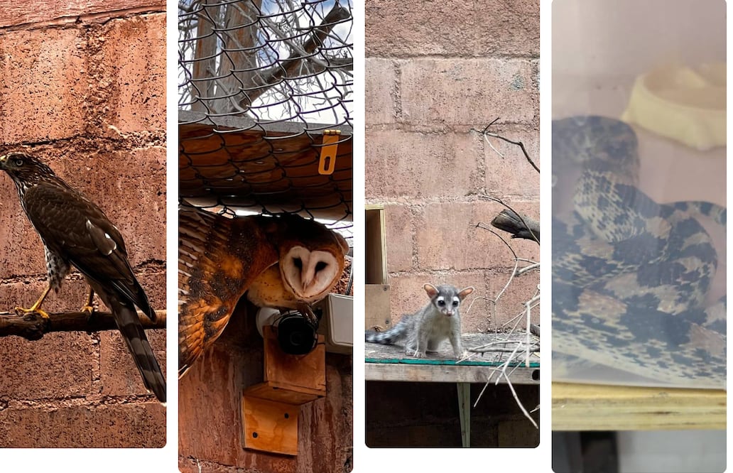 Estos animales, que han recibido cuidados especializados tanto físicos como conductuales, serán liberados dentro del Parque Nacional El Chico I Foto: Unidad de Rehabilitación de Fauna Silvestre Pachuca