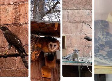Unidad de Rehabilitación de Fauna Silvestre de Pachuca liberará a 12 animales en el parque nacional El Chico