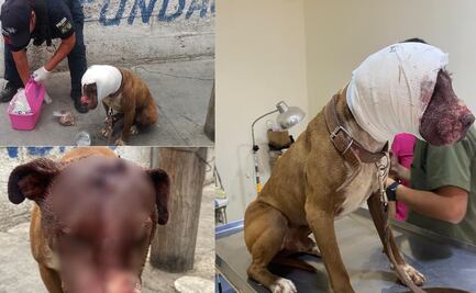 Reportan nuevo caso de maltrato animal en Pachuca; autoridades atienden el caso