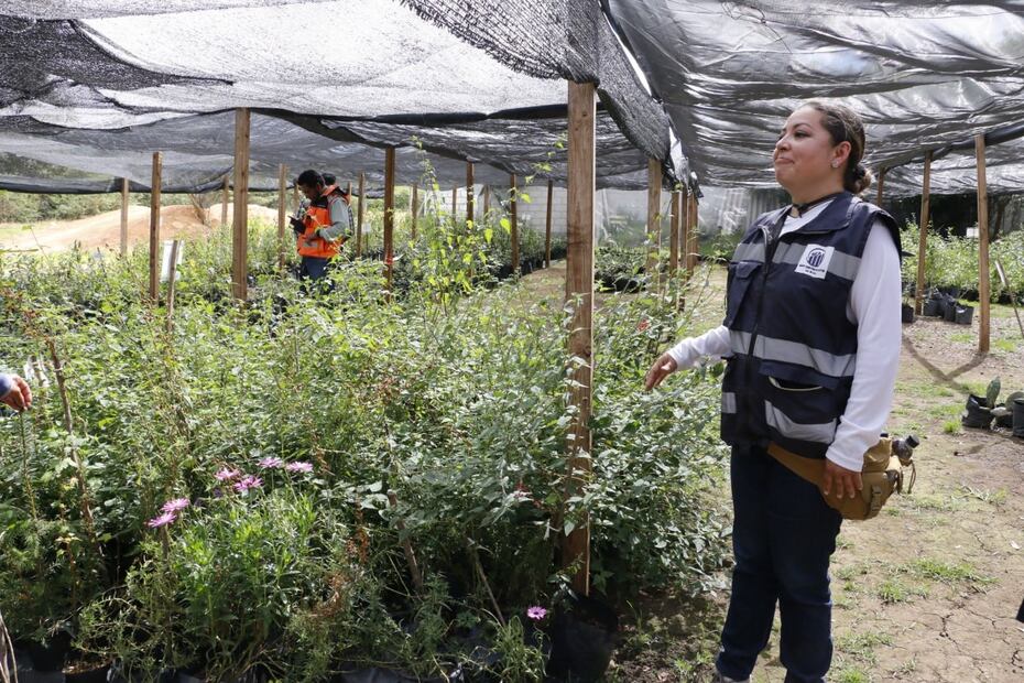 Reforestan 89 hectáreas para mitigar impacto de la autopista | Foto: Especial