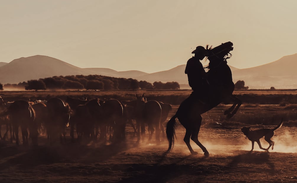 Tulancingo hará historia con el Primer Rodeo Inclusivo en Hidalgo | Foto: Pexels