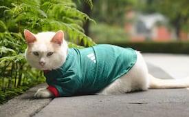 Video: ¡"Coco" se pone la verde!; gatito de Palacio Nacional apoya a la Selección Mexicana y presume su jersey tricolor 