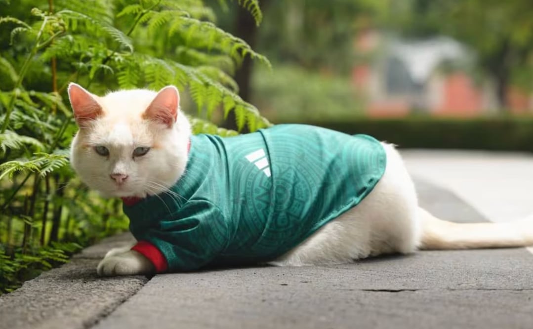 "Coco", el gatito de Palacio Nacional que se pone la verde para apoyar a México en el Mundial. Foto: Especial