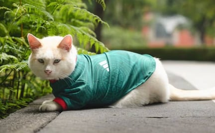 Video: ¡"Coco" se pone la verde!; gatito de Palacio Nacional apoya a la Selección Mexicana y presume su jersey tricolor