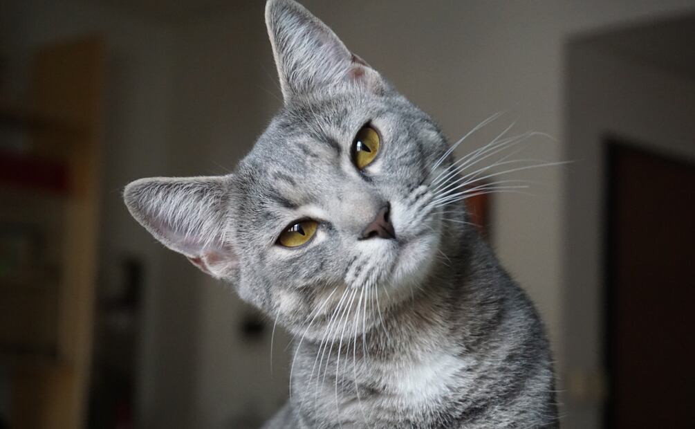 ¿Es recomendable que los gatos convivan con un bebé.? Foto: Especial
