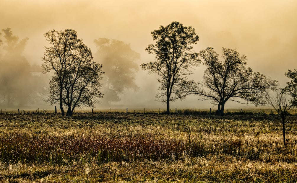 Plumaje de aves revela contaminación por metales pesados en Pachuca | Foto: Pexels