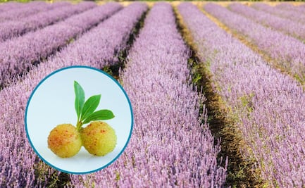 Chinos proponen huerto experimental de Yangmei Shu en la Huasteca hidalguense