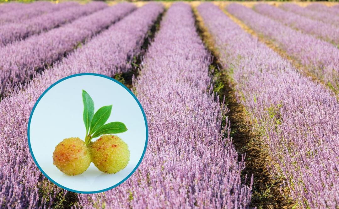 Imágenes ilustrativas