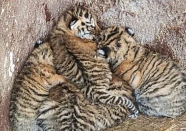 Permanencia de tigresas cachorro, depende de autoridades federales