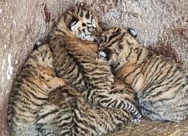 Permanencia de tigresas cachorro, depende de autoridades federales