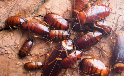 Habitantes de Tlahuelilpan tienen serio problema de cucarachas