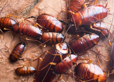 Habitantes de Tlahuelilpan tienen serio problema de cucarachas