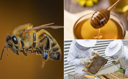 Tulancingo conmemora el Día Mundial de las Abejas con actividades de sensibilización y apoyo a la apicultura