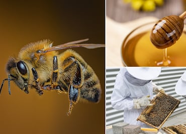 Tulancingo conmemora el Día Mundial de las Abejas con actividades de sensibilización y apoyo a la apicultura