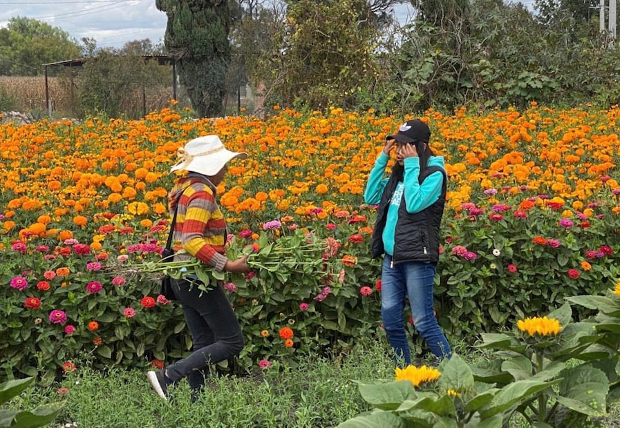 La comunidad de San Bartolomé Doxey, en el municipio de Tlaxcoapan, celebrará el Festival de las Flores 2026 los próximos 17 y 18 de octubre I Foto: Ricardo Calleja