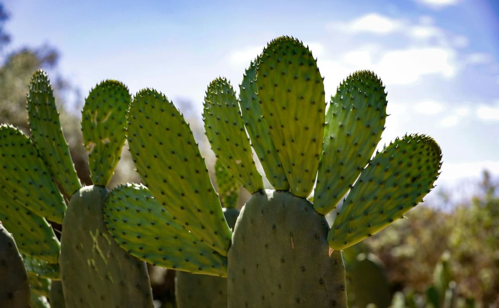 Nopala de Villagrán: entre nopales, haciendas y sabores con historia | Pexels