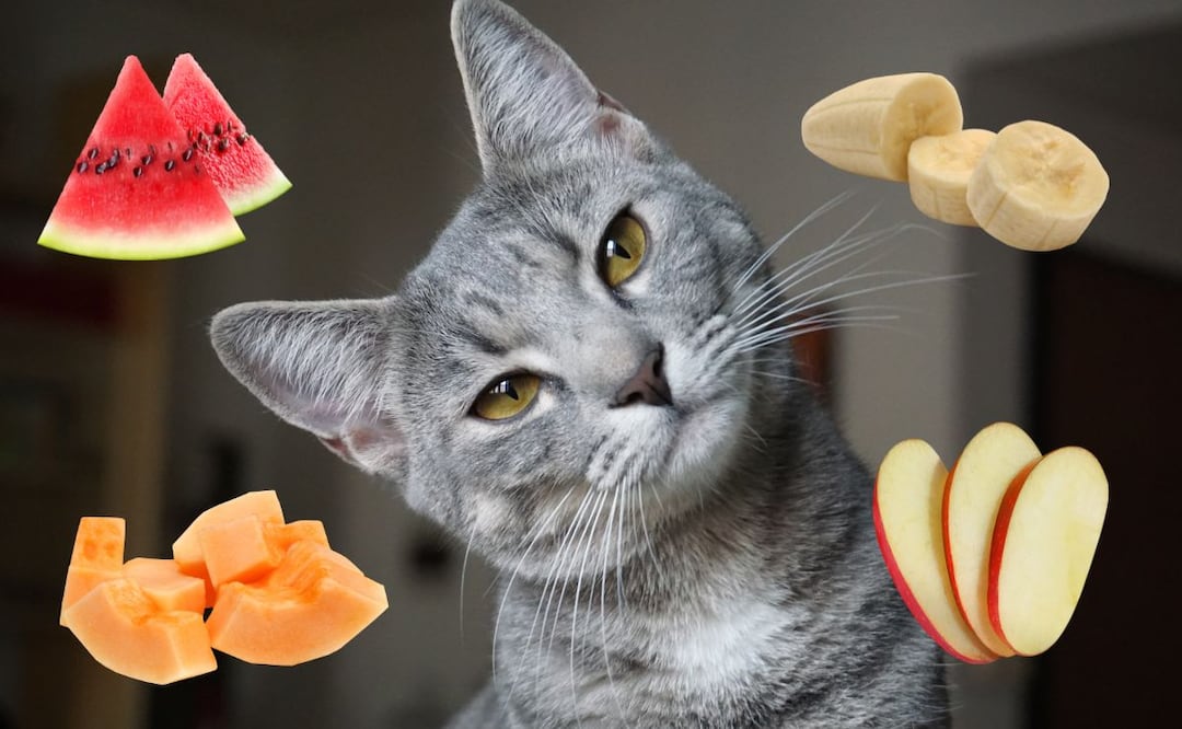 El enigma frutal felino | Imagen ilustrativa