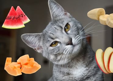 Descubriendo el mundo felino: ¿Qué frutas pueden comer los gatos?