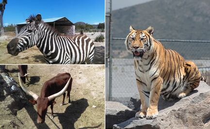 Tuzoofari: un santuario en Hidalgo que fomenta el respeto animal a través de la interacción directa