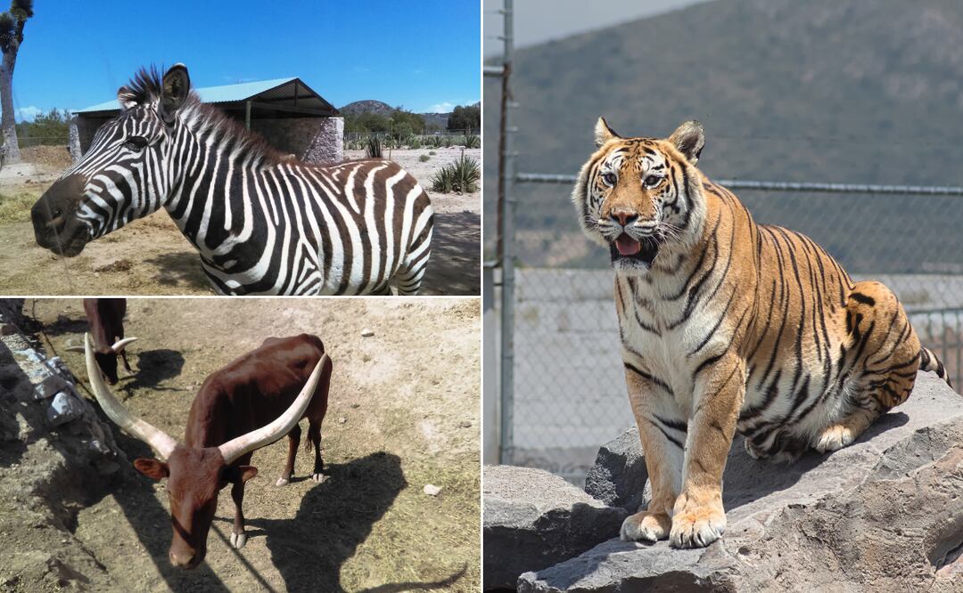 ¡Vive una experiencia salvaje en Tuzoofari!  Fotos: Wikimedia Commons