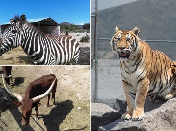 Tuzoofari: un santuario en Hidalgo que fomenta el respeto animal a través de la interacción directa