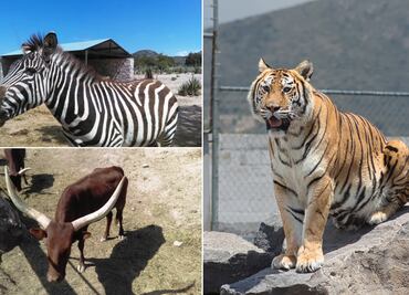 Tuzoofari: un santuario en Hidalgo que fomenta el respeto animal a través de la interacción directa