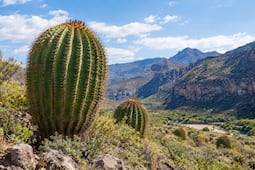 Gigantes del semidesierto: las biznagas que resisten el paso del tiempo en Hidalgo