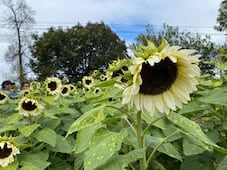 Girasoles blancos sorprenden en los campos de Doxey durante el Festival de las Flores