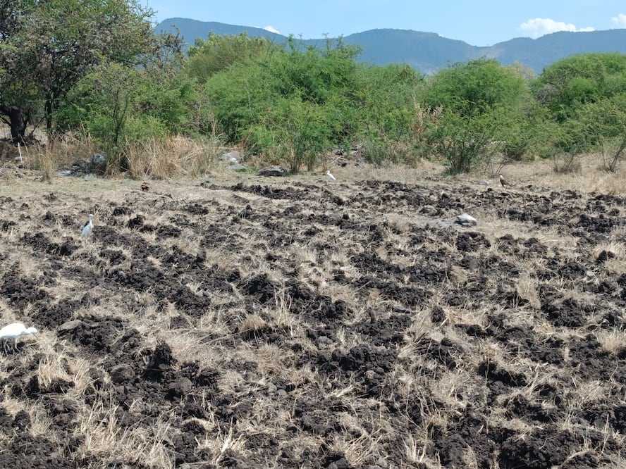 En el municipio de Alfajayucan se siembran aproximadamente nueve mil hectáreas, principalmente de maíz y alfalfa | Foto: especial