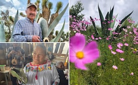 Ruta del pulque en Hidalgo: una experiencia que se vive desde el campo y no desde el escaparate